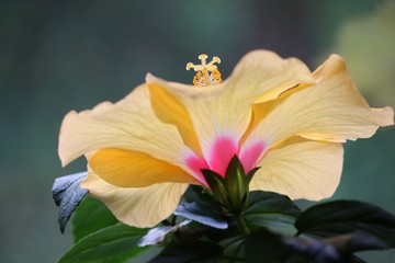 Nahaufnahme von blühendem Hibiskus © Manfred Richter