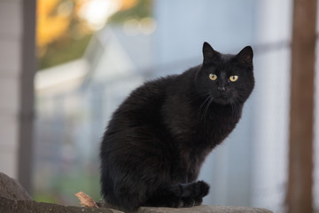 black cat © SHELL