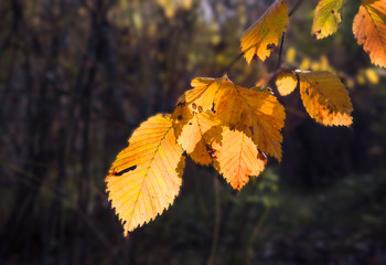 Tree branch with bright yellow leaves on a dark background. Last autumn leaves. Autumn mood.