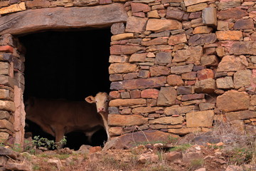 Fototapeta premium CURIOUS LITTLE CALF LOOKING OUT AT THE DOOR OF AN OLD ABANDONED STONE HOUSE
