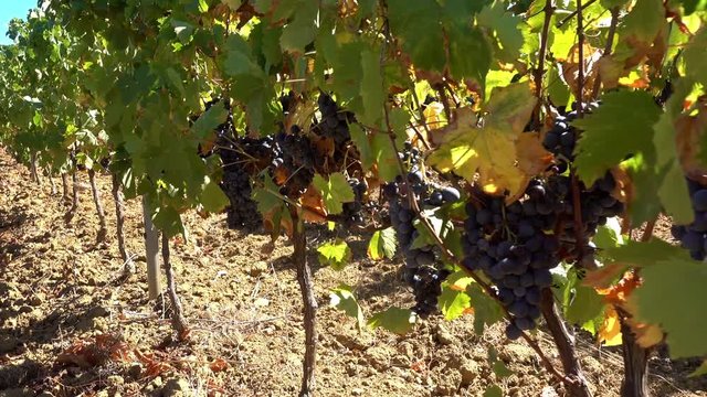 Grappes de raisins dans un vignoble
