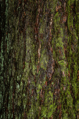 bark of a tree