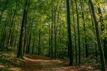Obraz premium path in forest