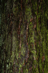 bark of a tree