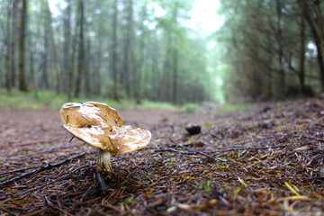 Naklejka na ściany i meble beautiful mushrooms in the forest