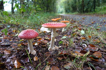 beautiful mushrooms in the forest