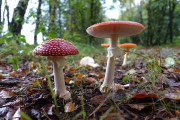 beautiful mushrooms in the forest
