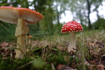 beautiful mushrooms in the forest