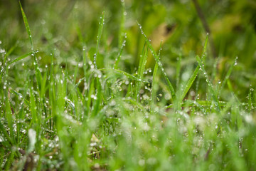 green grass with water drops