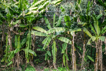 plantation of palm trees