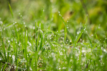 green grass with water drops
