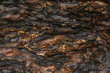 bark of a tree