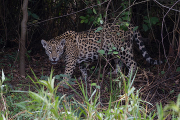 Fototapeta na wymiar Stalking Jaguar