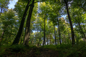 trees in the forest