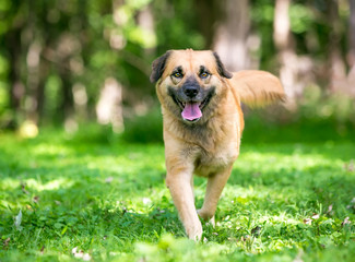 A furry Retriever / Shepherd mixed breed dog walking toward the camera with a happy expression