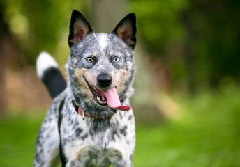 A happy Australian Cattle dog with heterochromia in its eyes, and panting with an extremely long tongue hanging out of its mouth
