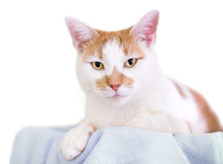 An orange and white domestic shorthair cat relaxing on a blanket