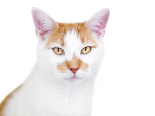 An orange and white domestic shorthair cat with golden yellow eyes