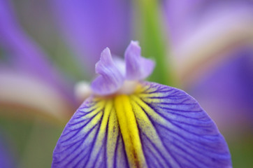 Bello pétalo de flor de iris © ameaz_23