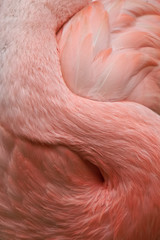 Flamingo S
