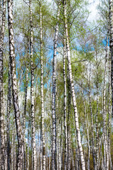 View of spring ukrainian birch forest
