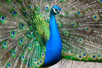 Obraz premium peacock with feathers out