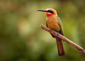 White-fronted Bee-eater - Merops bullockoides  species of bee-eater widely distributed in sub-equatorial Africa