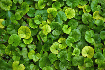 Verde c&eacute;sped oreja de rat&oacute;n