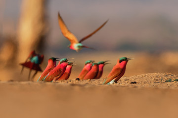 Beautiful red bird - Southern Carmine Bee-eater - Merops nubicus nubicoides flying and sitting on their nesting colony in Mana Pools Zimbabwe, Africa - obrazy, fototapety, plakaty