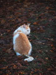 Red cat sits looking back at the autumn foliage.