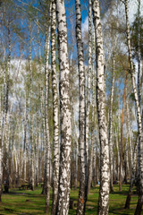 Fototapeta premium View of spring ukrainian birch forest