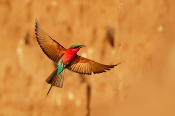 Beautiful red bird - Southern Carmine Bee-eater - Merops nubicus nubicoides flying and sitting on their nesting colony in Mana Pools Zimbabwe, Africa - obrazy, fototapety, plakaty