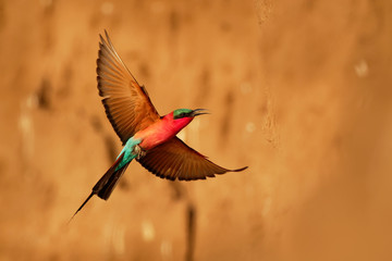 Beautiful red bird - Southern Carmine Bee-eater - Merops nubicus nubicoides flying and sitting on...