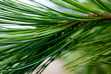 beautiful pine branch. Macro photo of needles of a pine bright green branch