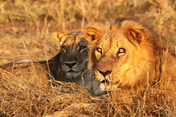 A pair of Lions (Panthera leo) lying together after coupling. Lions love in Zambia, South Luangwa. Beutiful lions pair.