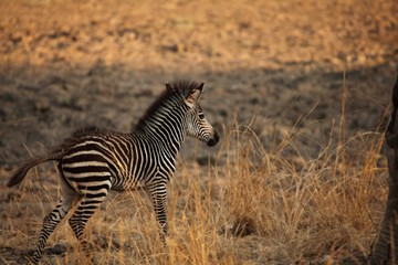 A young cute Plains Zebra (Equus quagga) in grassland with dry grass in background. Young zebra in South Luangwa, Zambia.