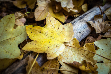 Naklejka na ściany i meble Fallen yellow leaves on the ground in a forest at autumn