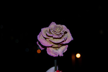  rose on black background