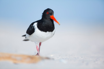 Oyster catcher (Haematopus ostralegus) standing on one leg.
