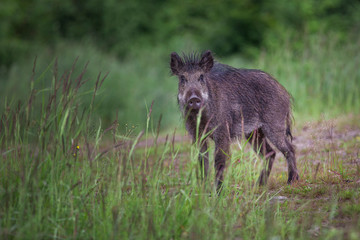 wild boar, sus scrofa, Slovakia