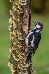 Great Spotted Woodpecker (Dendrocopos major)