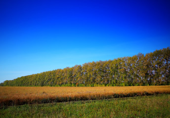 Naklejka premium Raising forest on autumn meadow landscape background