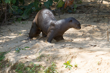 Giant River Otter