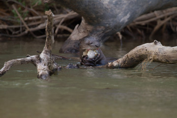 River Otter eating fish