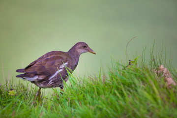 Moorhen, Gallinula chloropus, single young bird on grass,