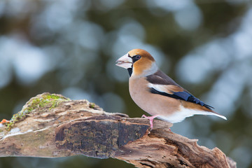 Male hawfinch perched on a snowy mossy coverd branch in winter