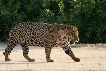 Jaguar