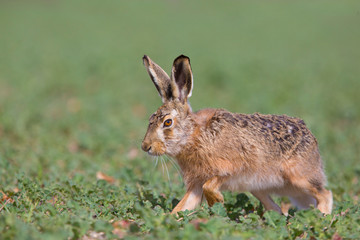 European hare, Lepus europaeus,