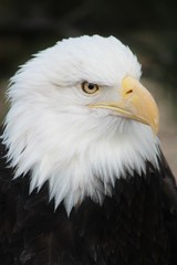 american bald eagle