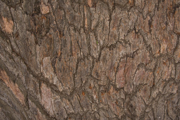 Oak tree bark close up. Old wood tree bark texture. Selective focus.